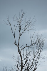 bare tree in winter