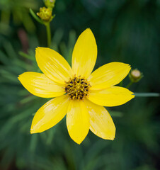 Beautiful close-up of coreopsis verticillata
