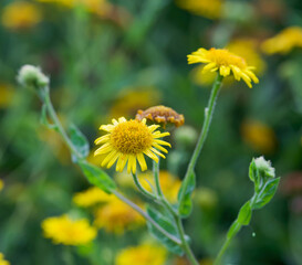 Beautiful close-up of pulicaria dysenterica