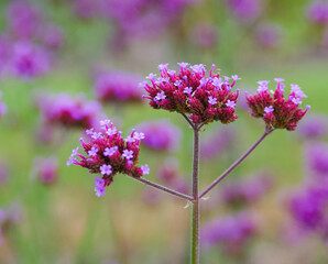 Beautiful close-up of verbena bonariensis