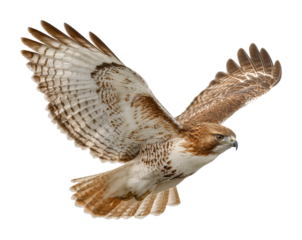 Soaring hawk in flight natural habitat wildlife open sky dynamic perspective isolated on transparent background
