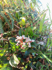 Wild Persicaria Flower in Highland Meadow with Morning Light