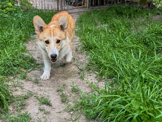 Corgi walking on garden path, greenery, relaxed atmosphere, summer day