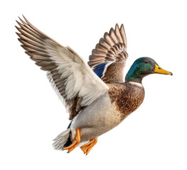 Obraz premium Mallard duck in flight over a clear sky wildlife nature scene dynamic viewpoint isolated on transparent background