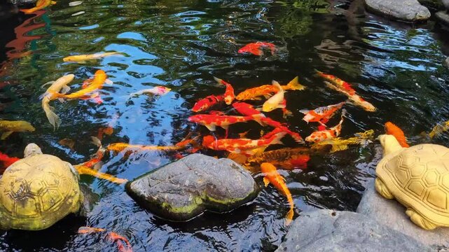Koi carps, background, goldfish. Japanese Carp Imperial. Turtle sculpture on the pond. Group of fish swimming in a pond. Fish red, orange, white and yellow. Water is dark blue