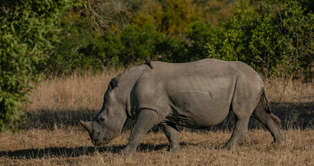 One white rhino walking in the bush