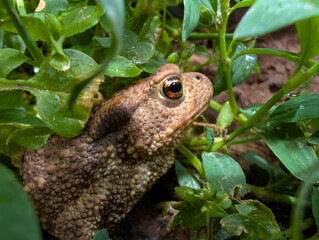 Toad in the grass