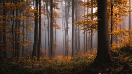 Fototapeta premium Foggy Morning in a Fall Forest with Golden Leaves and Tranquil Atmosphere