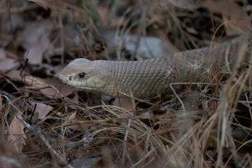 Mulga Snake (Pseudechis australis), a highly venomous snake of the Elapidae family, was photographed cruising along a dried river bed in Rinyirru National Park, Cape York, Far North Queensland, Aus. 