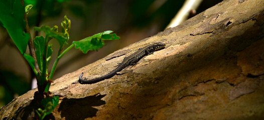 Peloponnes-Kieleidechse - Männchen // Greek algyroides, Greek keeled lizard (Algyroides moreoticus) - Messinien, Peloponnes, Griechenland