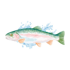 Fish on white background