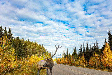 Deer with branched antlers