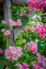 北海道　札幌市　バラ園