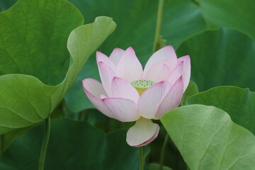 蓮の花　夏の風景