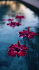 Vibrant Hibiscus Flowers Floating on Calm Pool Water Surface