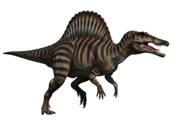 Spinosaurus dinosaur with striped pattern and powerful build is ready to star in your next project!