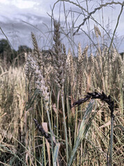 Close-up of Ripe Wheat and Damaged Grains in a Field