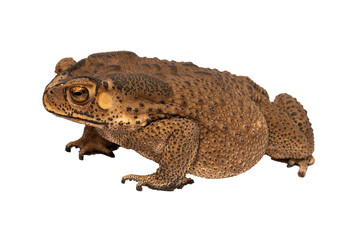 frog on white background