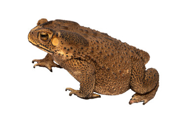 Brown Cane Toad, Bufonidae in Profile
