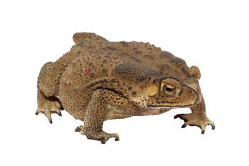 Close-up of a Brown Toad Bufonidae on a White Surface