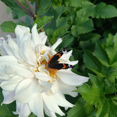 Red Admiral Butterfly on a White Dahlia Flower