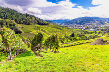 Wine-growing region