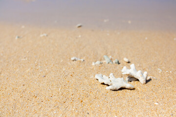 Corals on the sand on the seashore. Seascape background, sandy shore with corals and shells.
