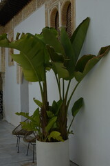 plant in a hotel
