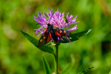 Großes Fünffleck-Widderchen auf einer Distel	