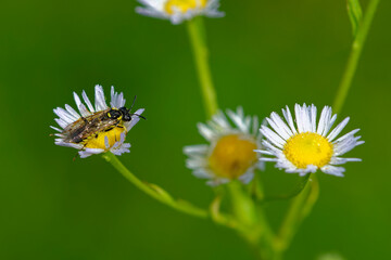 Tenthredo notha bei der Nektarsuche auf Feinstrahl  © Karin Jähne