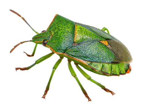 Exploring colorful green shield bug in its natural habitat nature perspective isolated on transparent background