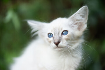 Balinese Kitten im Grünen