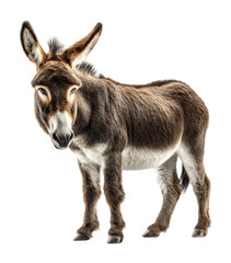 Obraz premium Playful donkey portrait farm environment animal whimsical view isolated on transparent background