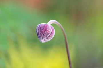 Pink Japanese anemone (Eriocapitella hupehensis) bud close to blooming stage against yellow and green soft focus background, Quebec City, Québec, Canada