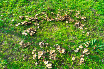 Lawn Fungus Circle