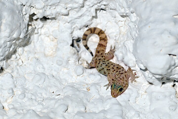 Europäischer Halbfingergecko // Mediterranean house gecko, Turkish gecko (Hemidactylus turcicus) - Peloponnes, Griechenland