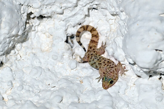 Europ&auml;ischer Halbfingergecko // Mediterranean house gecko, Turkish gecko (Hemidactylus turcicus) - Peloponnes, Griechenland