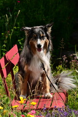 Obraz premium Schöner Hütehund sitzt im verwildertem Garten auf einer roten Metallbank