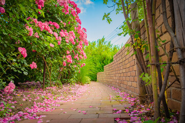 北海道　札幌市　バラ園