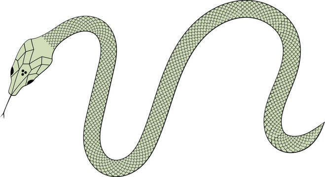 Green and black Snake with scales vector illustration 