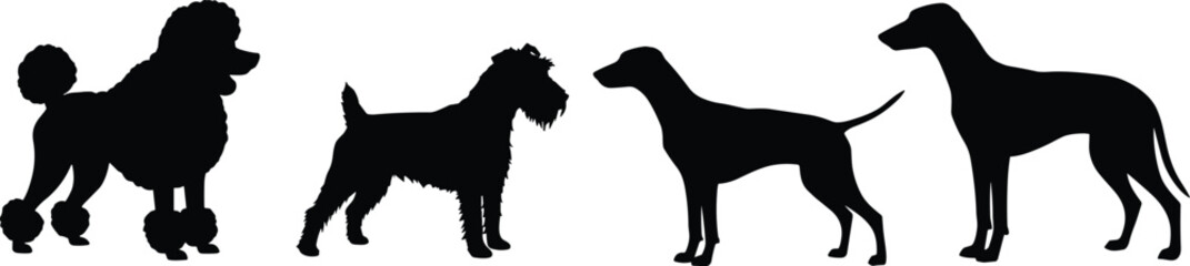 Set of dog breeds: poodle, schnauzer, pointer, and greyhound. different dog breeds in a row, isolated vector illustration.
