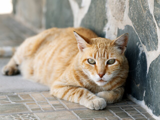 Orange tabby street cat with green eyes lying peacefully on a tiled floor beside a stone wall on...
