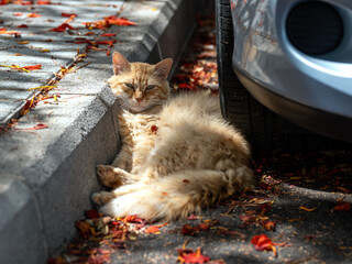 Street cat on Gran Canaria, resting in the shade beside a car tire, sheltered from the midday heat....