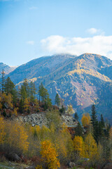 A landscape view of a mountain hillside covered in a mix of green and yellow autumn trees under a bright blue sky with clouds