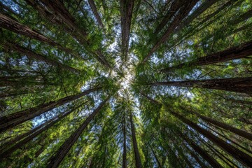 Fototapeta premium Upward view of towering trees