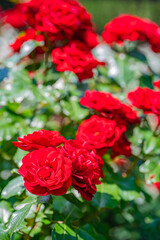 北海道　札幌市　バラ園