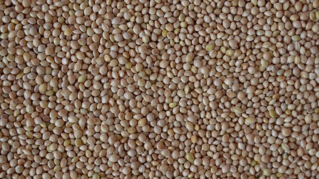 Rotating white millet seeds in top view. Spinning dry bird feed