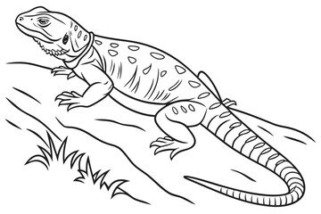coloring page line art the chuckwalla black vector