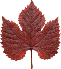 Red autumn grape leaf, vibrant detailed texture on a white background. isolated vector for your design.
