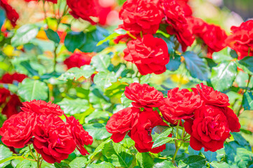 北海道　札幌市　バラ園